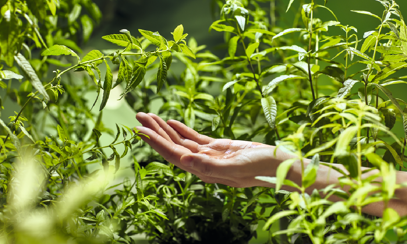 The L`Occitane brand is not only high-quality skin, hair and body care, but also protection and safety. image-1
