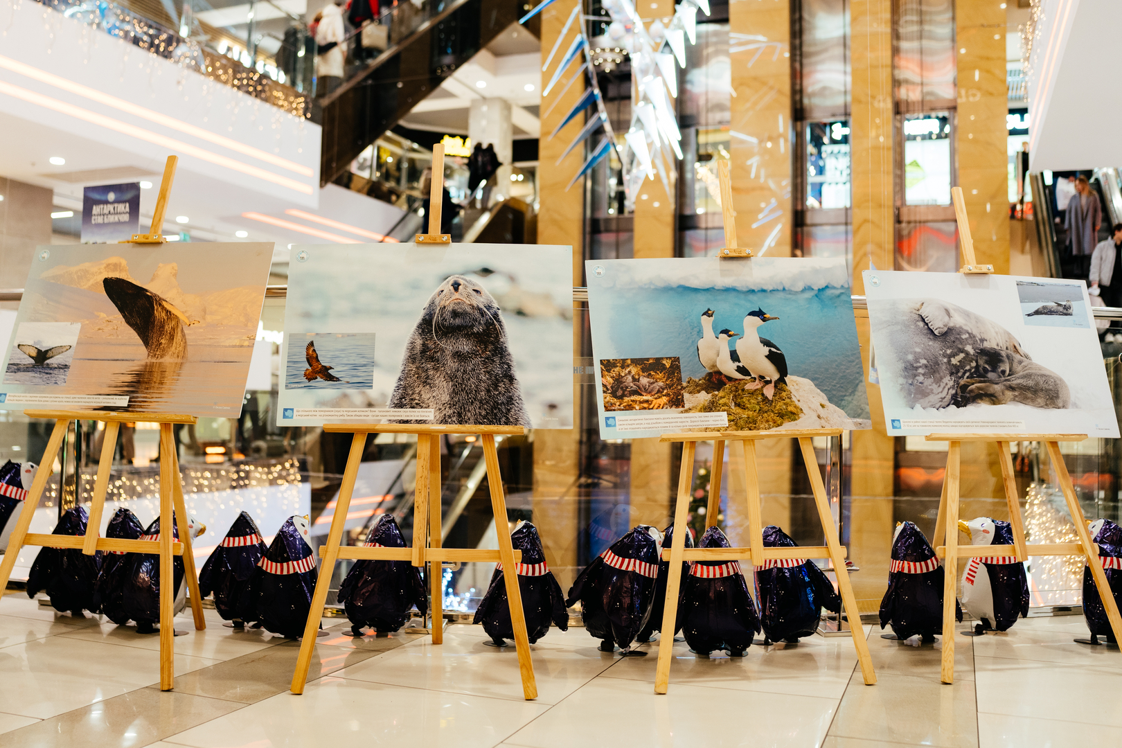 Фотовиставка &quot;Україна в Антарктиці: дослідження та незламність&quot; image-75