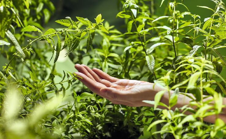 The L`Occitane brand is not only high-quality skin, hair and body care, but also protection and safety.